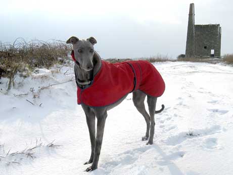 Casey at Greenbrough in the snow