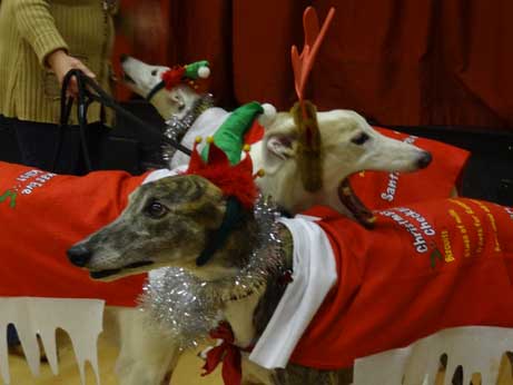 Christmas greyhounds